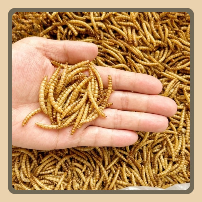 DRIED MEALWORM/ULAT HONGKONG KERING 1KG/CAMILAN SG HAMSTER ARWANA BIRD