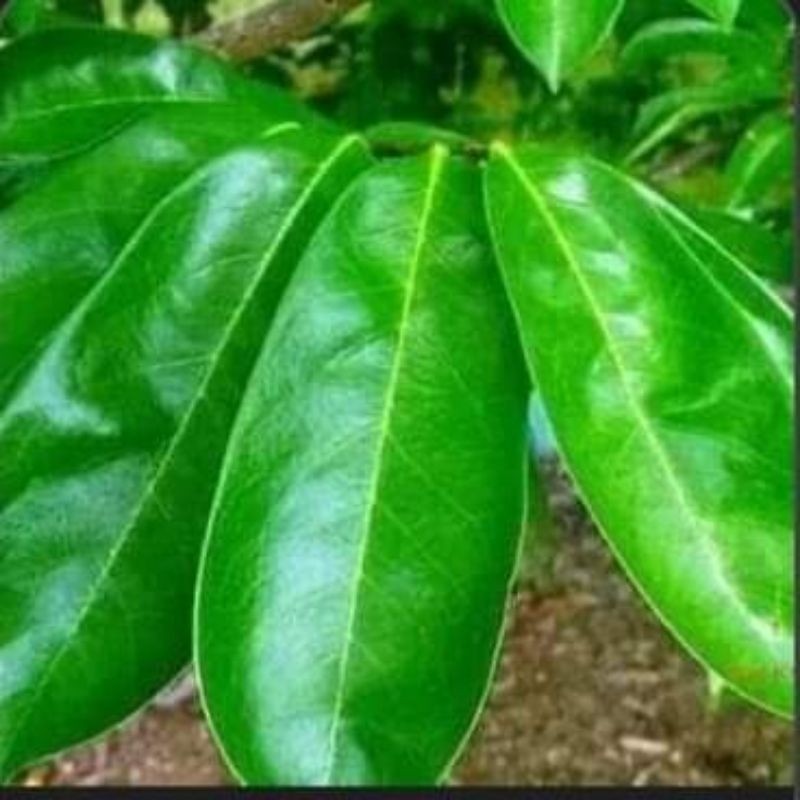 

promo daun sirsak organik /1 lembar lmbar pnawar kangker