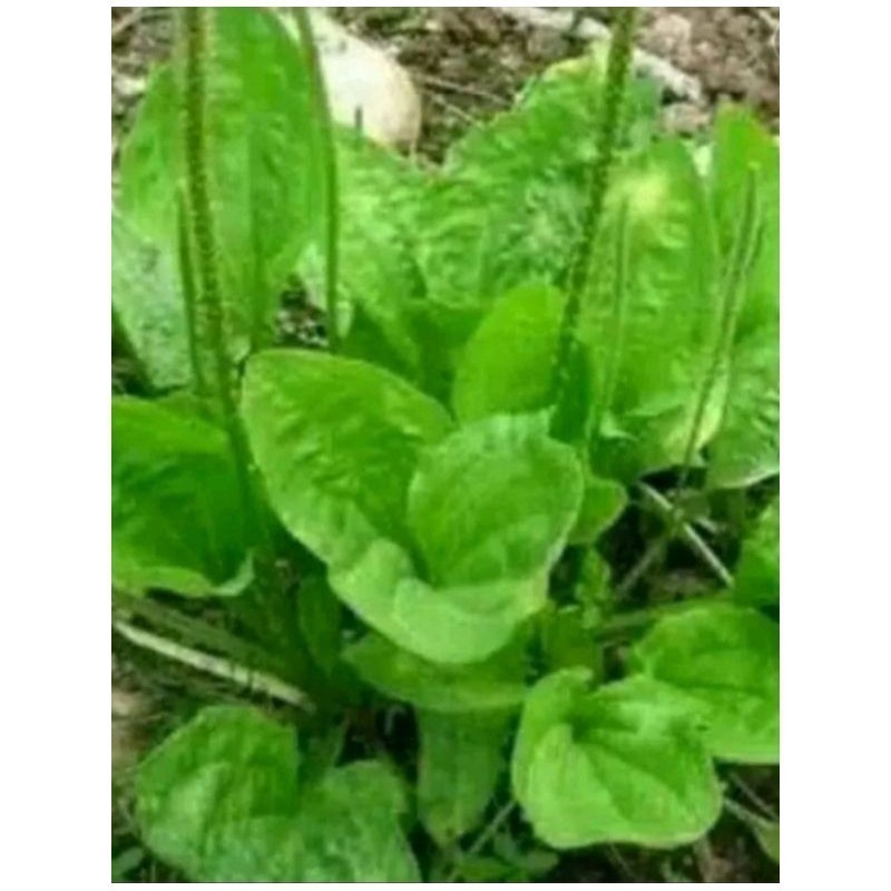 

termurah daun Ki urat atau daun sendok untuk 1kg ready stok #terlaris