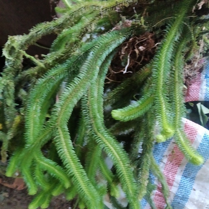 huperzia squarrosa / huperzia langka