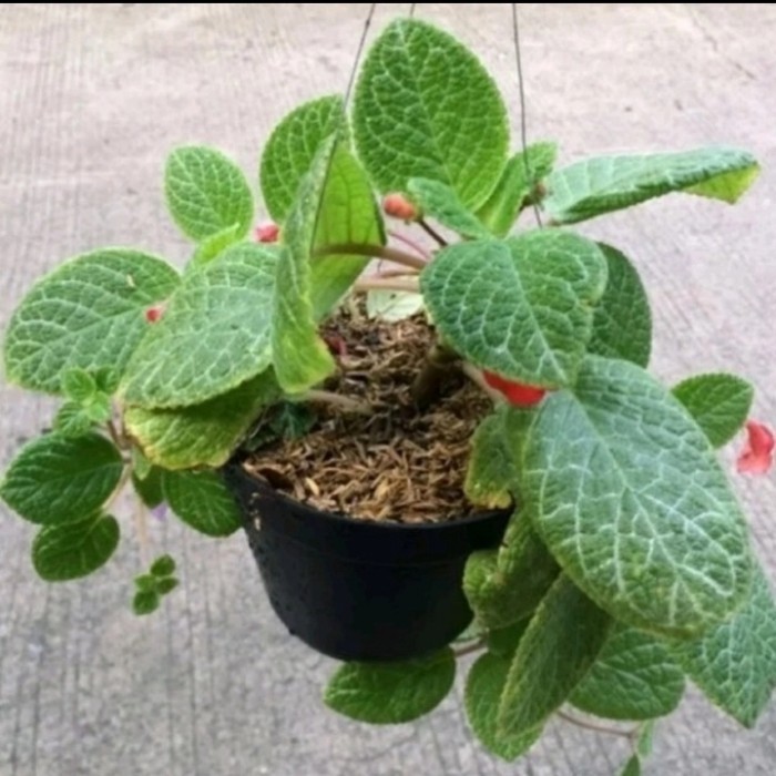( BISA BAYAR DI TEMPAT ) Tanaman Hias Epicia Hijau Bunga Merah / Tanaman Gantung Episcia