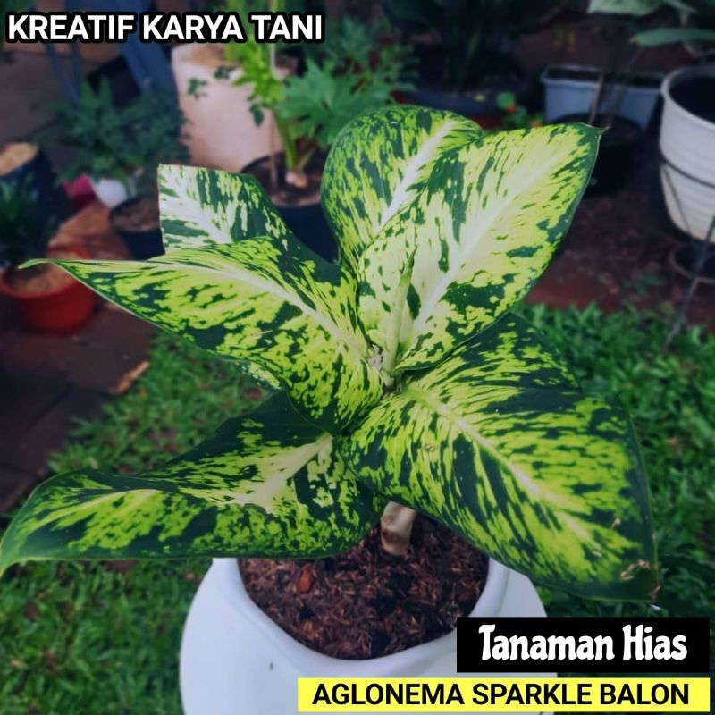 Tanaman hias aglonema sparkle -Aglonema sparkel - Aglonema Blanceng Sparkle