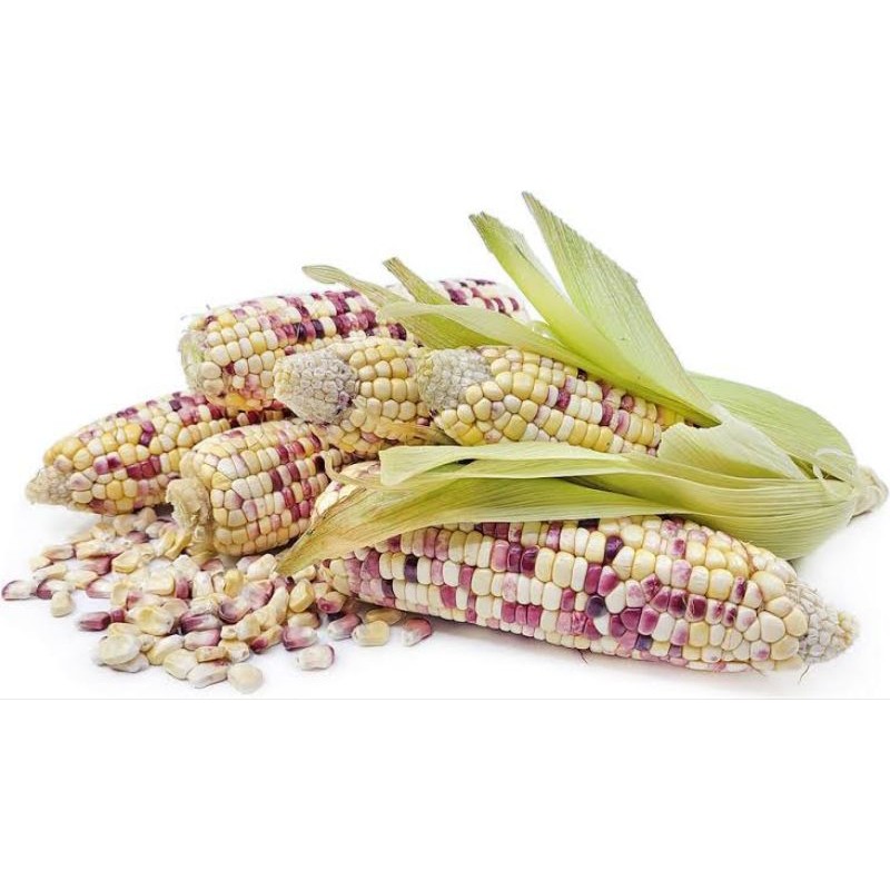 

Jagung Ketan Putih kulitan