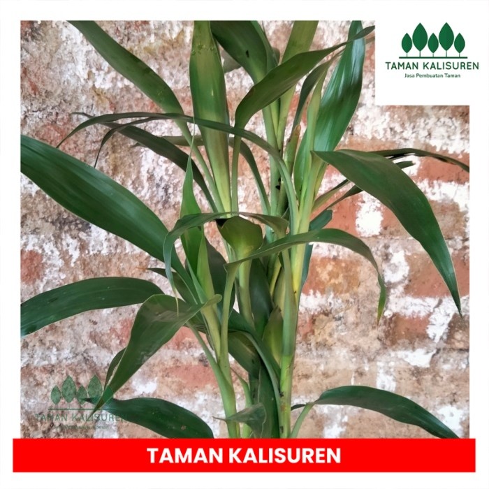 tanaman hias Sri rejeki/bambu hoki asli hijau. - TAMAN.KALISURN