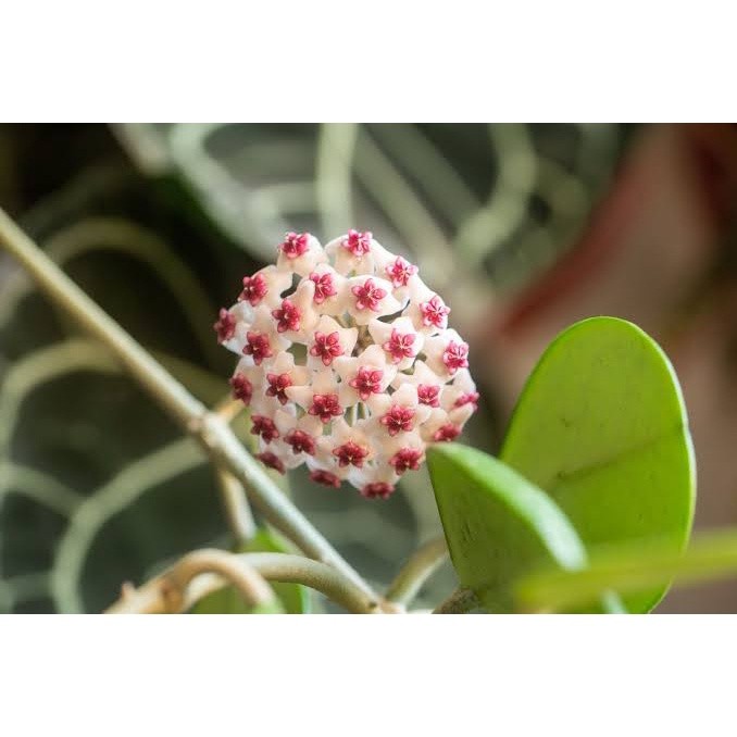 Hoya Obovata Fress Cutting / Tanaman hias