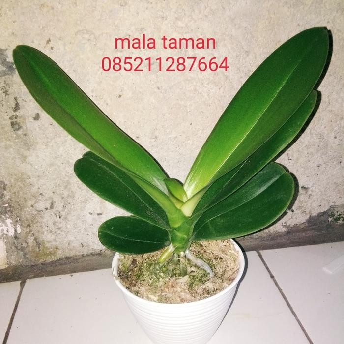 anggrek bulan. tanaman+pot.