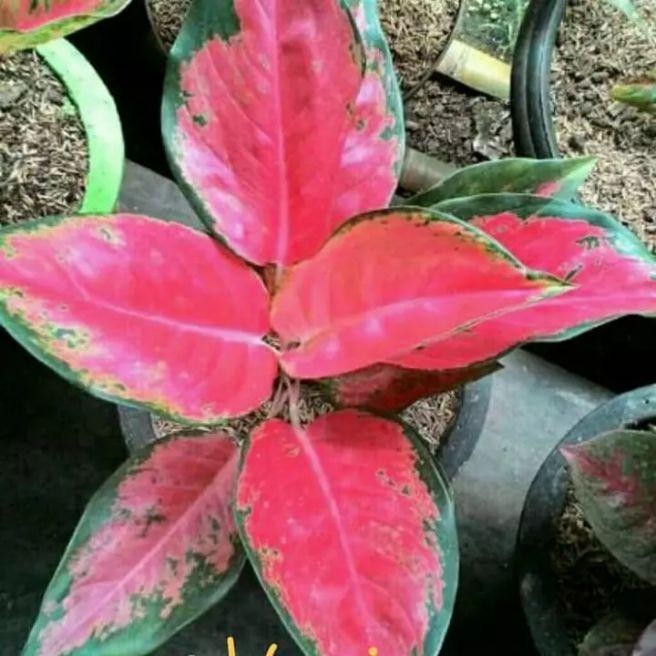 tanaman bunga Hias Aglonema Kocin - Bunga Aglonema Kocin