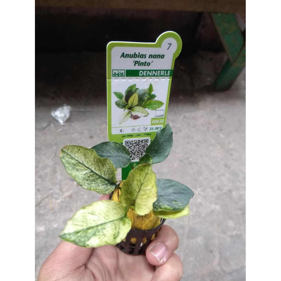 Anubias pinto