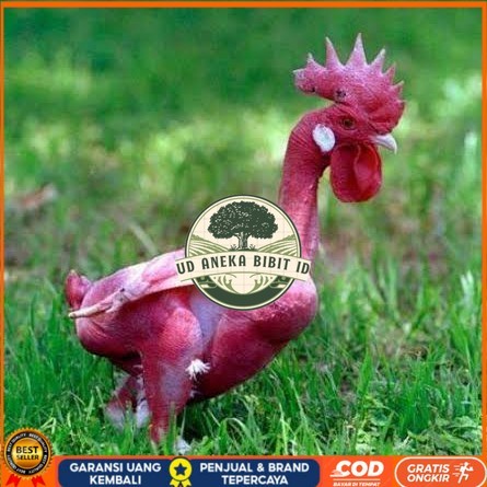 

Telur ayam tanpa bulu / ayam gundul siap ditetaskan - ayam tanpa bulu UD ANEKA BIBIT ID