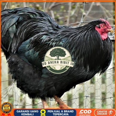 

Telur ayam black australorp / telur ayam hias / telur fertil siap cod UD ANEKA BIBIT ID