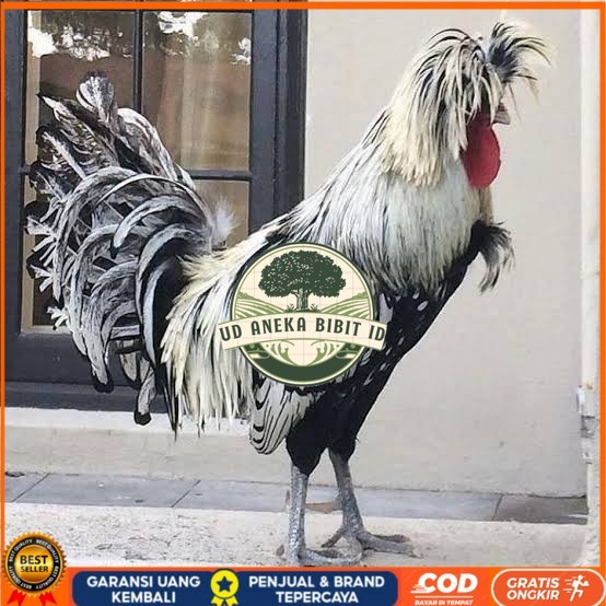 

telur ayam poland hias siap ditetaskan - ayam polan UD ANEKA BIBIT ID