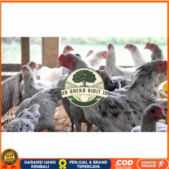 

Telur ayam fertil asli sensi petelur handal siap ditetaskan - ayam sensi UD ANEKA BIBIT ID