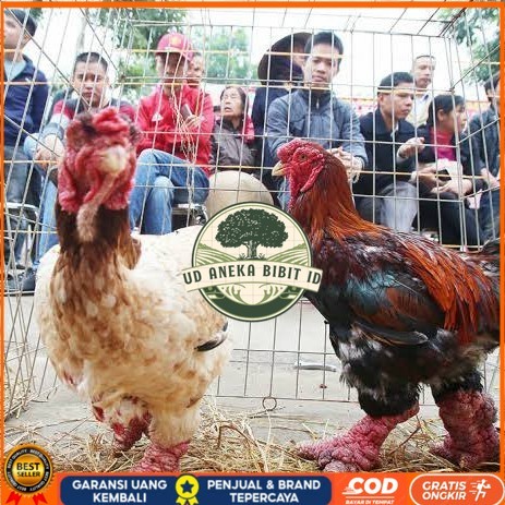 

Telur ayam dong tao / telur ayam hias / telur fertil siap tetas UD ANEKA BIBIT ID