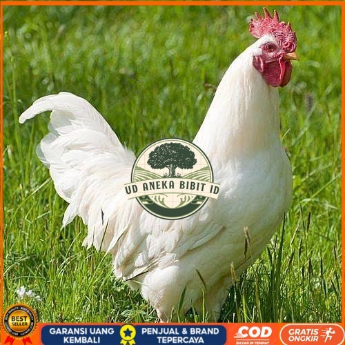 

Telur ayam leghorn white / telur ayam hias / telur fertil siap cod UD ANEKA BIBIT ID