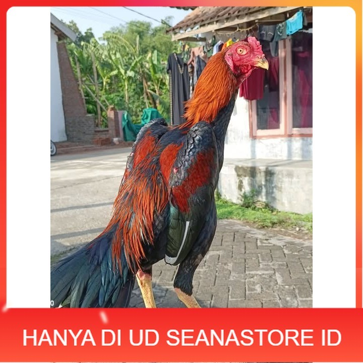 

Telur ayam bangkok shamo eropa / ayam petarung aduan siap ditetaskan UD SEANASTORE ID