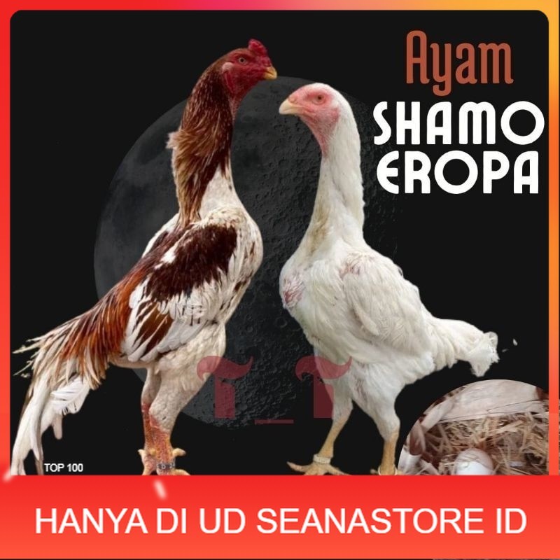

telur ayam shamo eropa ori petarung bisa untuk di tetaskan UD SEANASTORE ID
