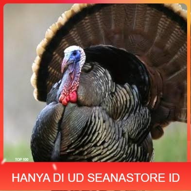 

Telur ayam kalkun jumbo fertil asli ditetaskan UD SEANASTORE ID