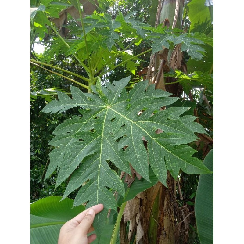 

daun pepaya segar 1000 perlembar | UNTUK JAMU, PENUNAK MASAKAN