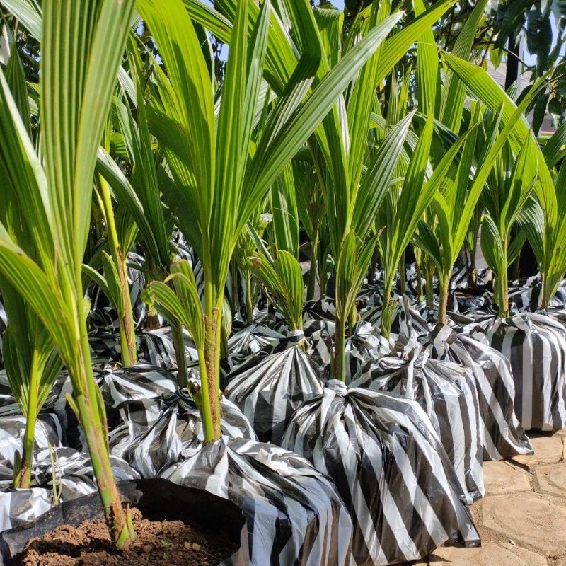 Bibit kelapa pandan wangi asli import thailand 100%