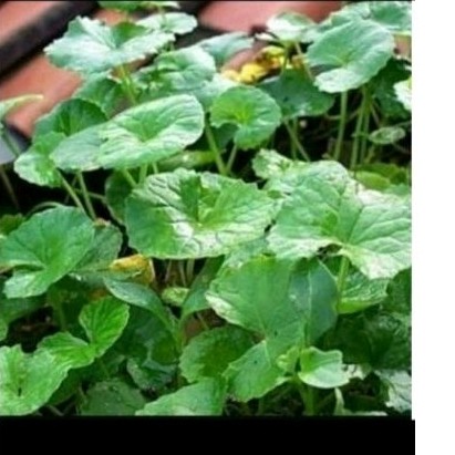 

Daun pegagan' antanan sgar 500 gr atasi anemia