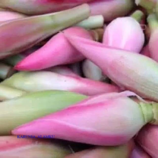 

Terlaris Rombeh, kecombrang, bunga honje 100gr