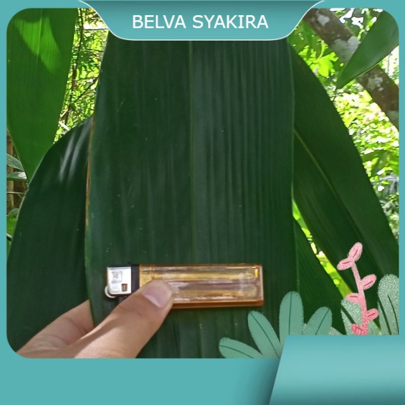 

Daun Bambu Segar Pilihan herbal dan bungkus bacang