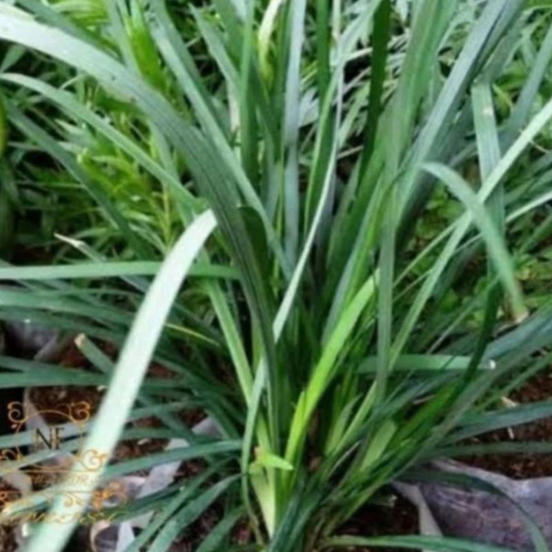 tanaman hias kucai daun besar/ophiopogon jaburan YL