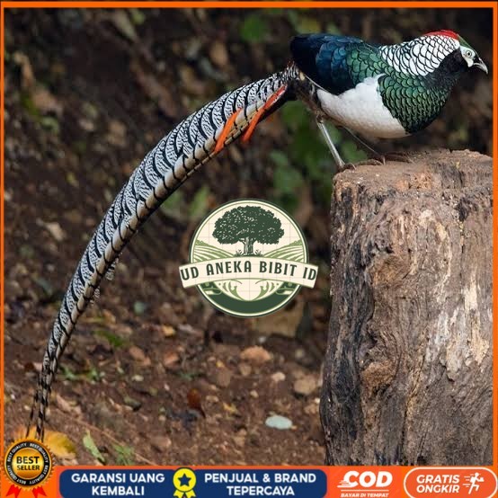 

Telur ayam hias ringneck lady amherst pheasant fertil siap ditetaskan UD ANEKA BIBIT ID