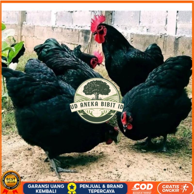 

TELUR AYAM HIAS PETELUR AUSTRALORP UNTUK DI TETASKAN UD ANEKA BIBIT ID