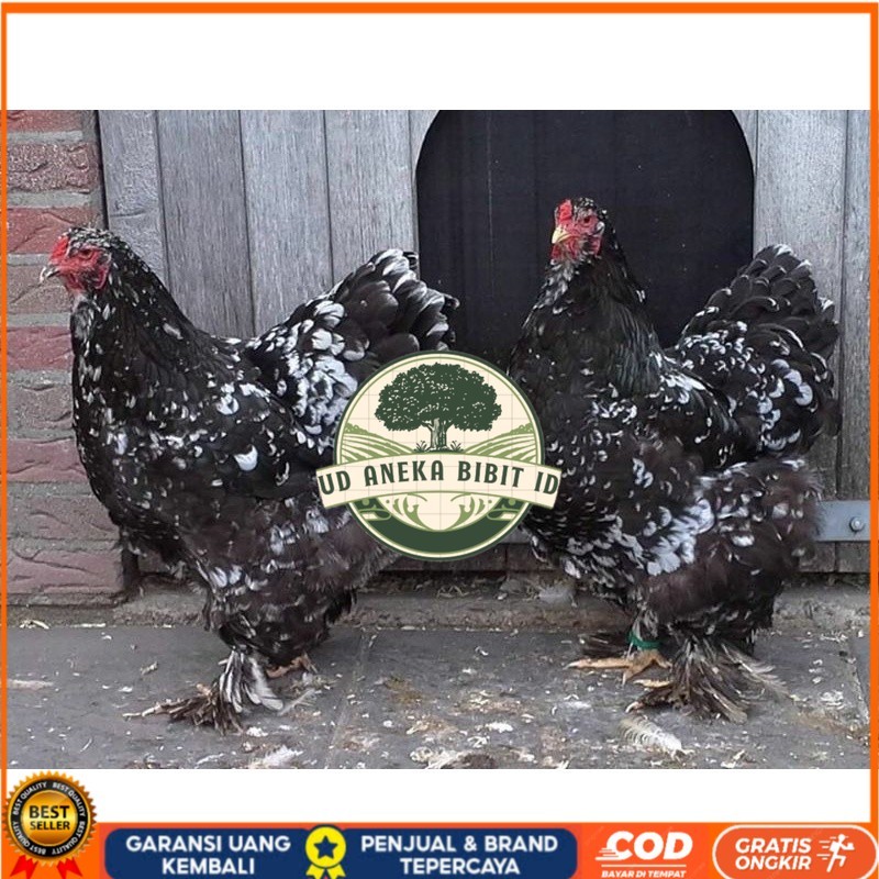 TELUR AYAM HIAS BRAHMA BLACK MOTTLED UNTUK DI TETASKAN UD ANEKA BIBIT ID