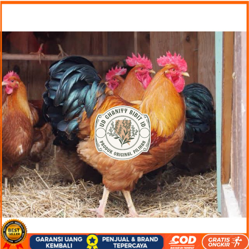 

TELUR FERTIL AYAM NEWHAMPSHIRE IMPORT UNTUK DITETASKAN UD GHANIYY BIBIT ID