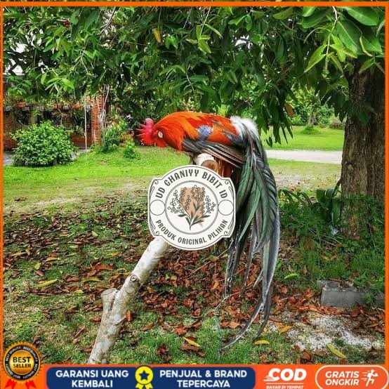 

Telur ayam phoenix onagadori / telur ayam hias fertil siap cod UD GHANIYY BIBIT ID