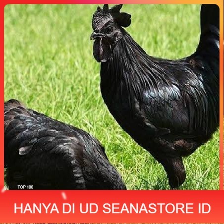 

Telur ayam hias cemani lidah hitam fertil asli siap ditetaskan - ayam cemani UD SEANASTORE ID