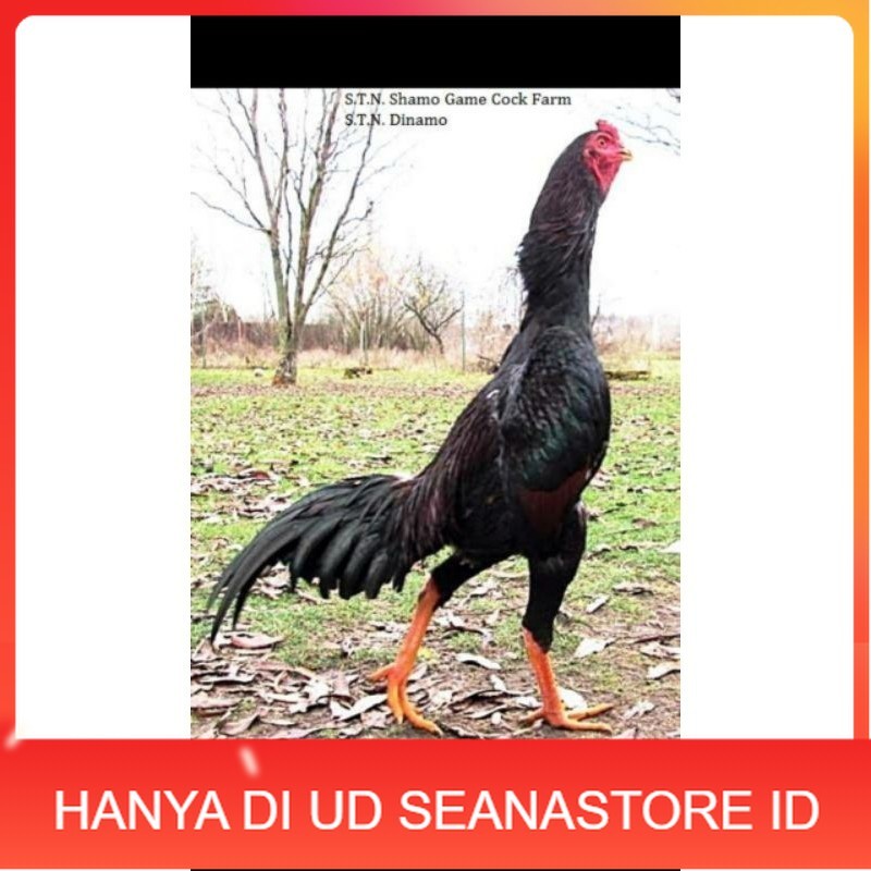 

SHAMO JEPANG TELUR FERTIL FRESH UD SEANASTORE ID