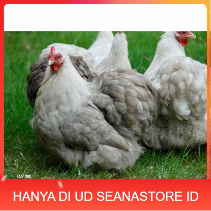 

Telur ayam hias bantam chocin fertil siap ditetaskan - bantam chocin UD SEANASTORE ID