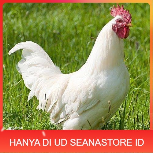 

Telur ayam leghorn white / telur ayam hias / telur fertil siap cod UD SEANASTORE ID