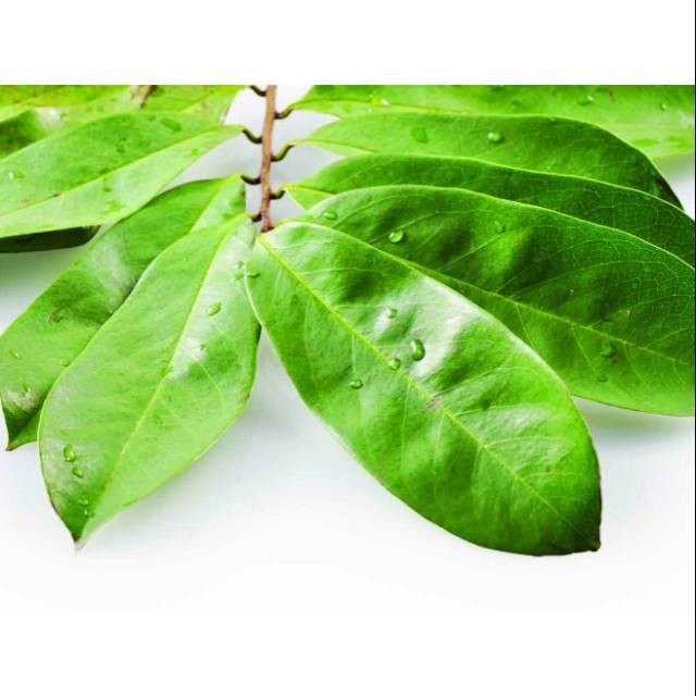 

Termurah Daun sirsak 500gram segar baru dipetik buat obat herbal