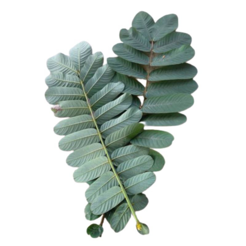 

Termurah Daun kimanila / ketepeng cina / fresh 100gram