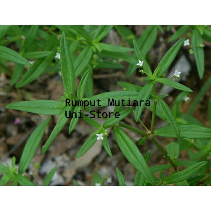 

Extra Herbal Rumput Mutiara 100 Gram Lidah Ular/Shui Xian Ciao Segar-Herbal kanker