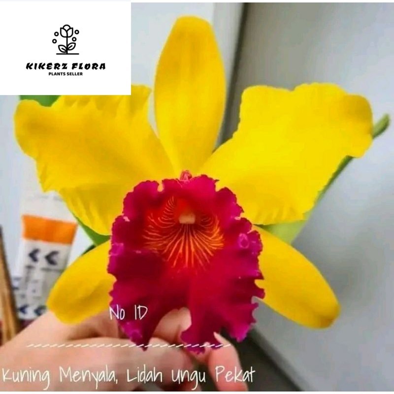 anggrek Cattleya bunga kuning menyala lidah ungu pekat dewasa spike+pot angrek catleya kuning terang