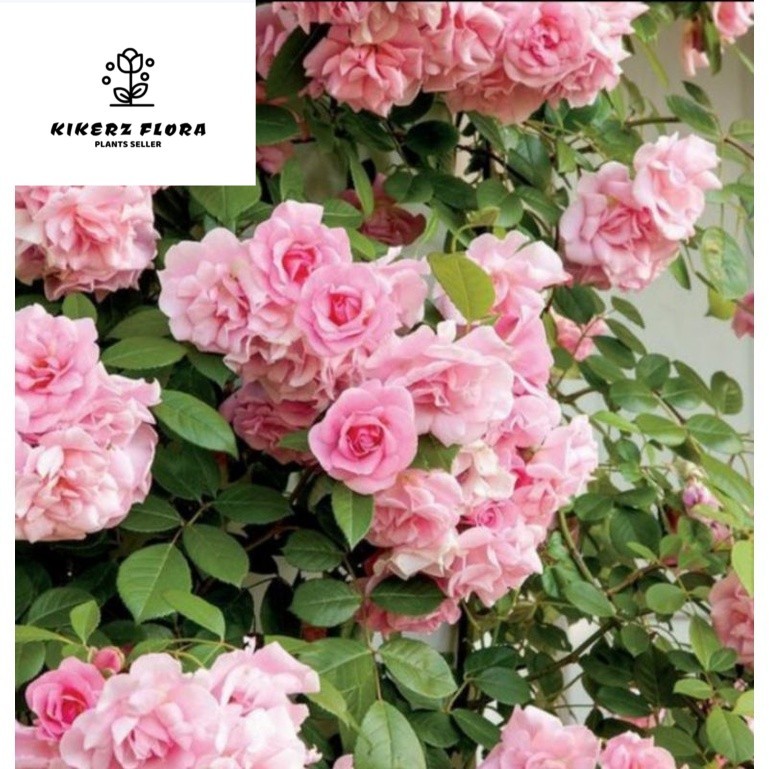 tanamn import bunga mawar ROSARIO tanaman hias outdoor