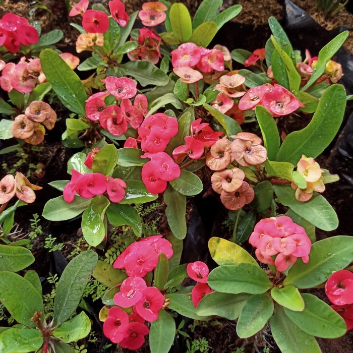 Tanaman Hias Bunga eforbia Euphorbia milii - Bibit tanaman hias Ekorbi