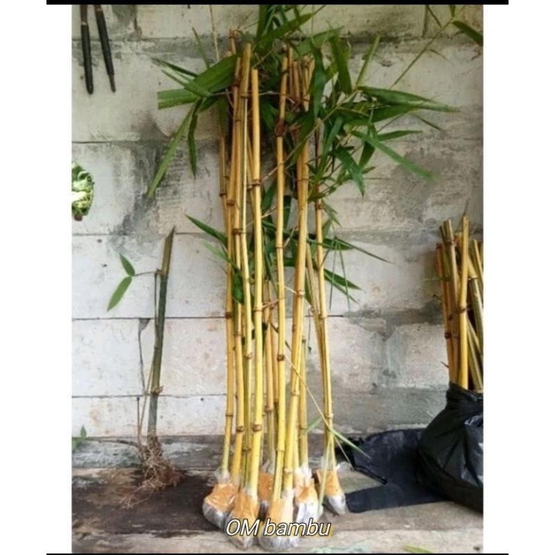 BAMBU KUNING/tanaman hias bambu kuning