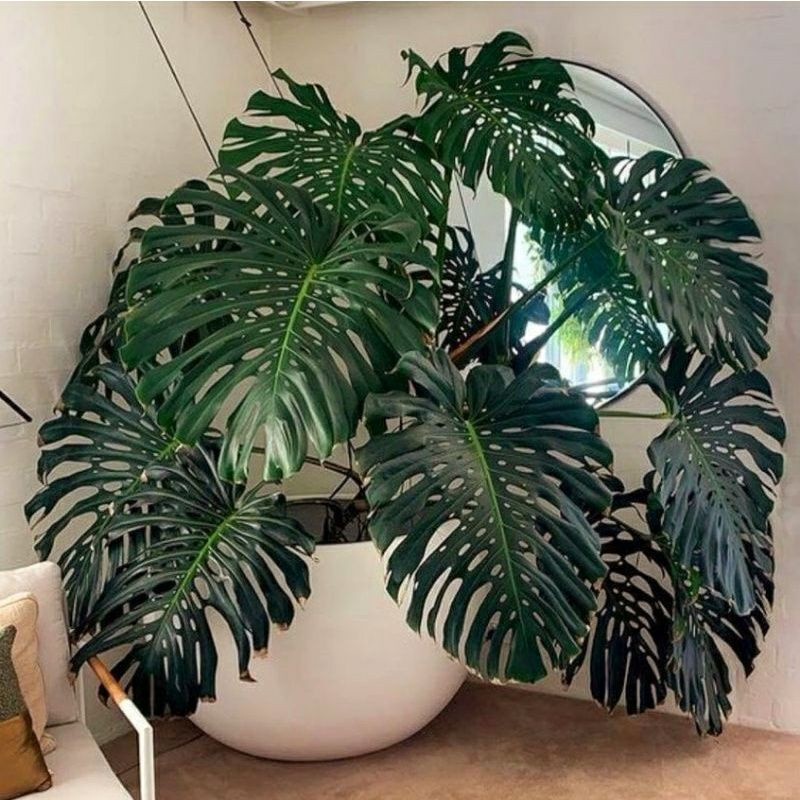 tanaman hias monstera king ukuran bibit - tanaman monstera king bibit - bibit mounstera king bibit m
