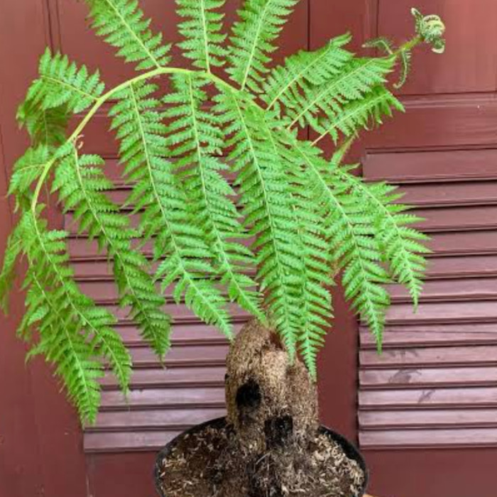 Tanaman Hias Pakis Ekor Monyet