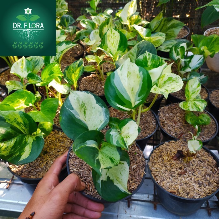 Tanaman rambat sirih gading manjula keong - srigading keong