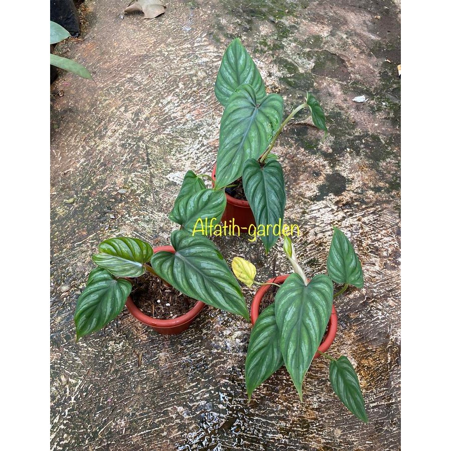 philodendron plowmanii black face