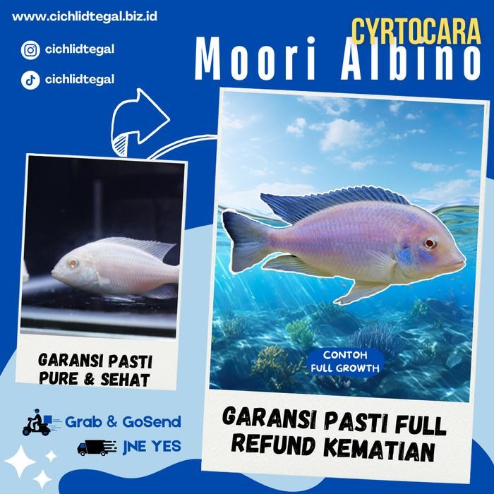 African Cichlid Cyrtocara Moorii Albino ︎ CICHLID TEGAL