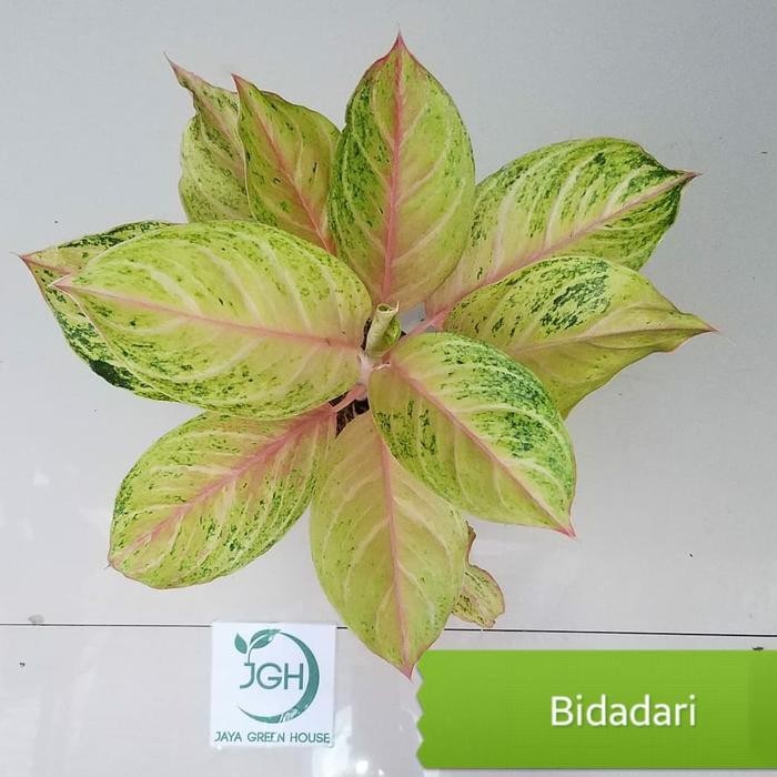 Aglonema Bidadari