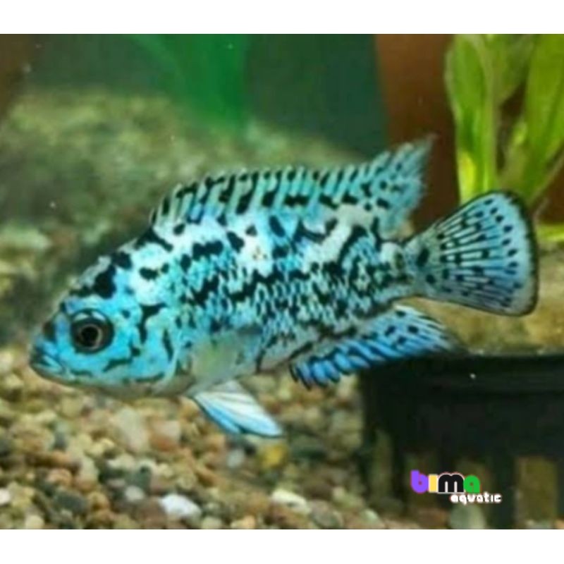 hiasan aquascape,EBJD blujak